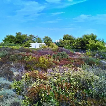 Torre-borraco *