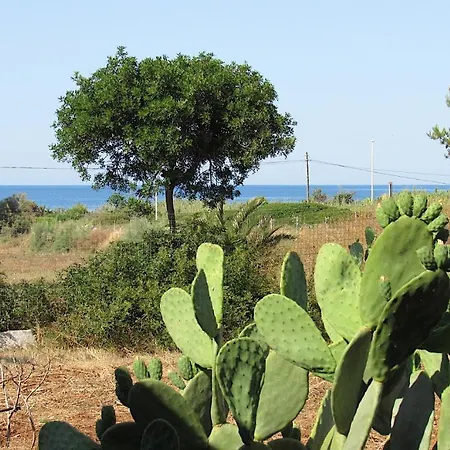 Torre-borraco *